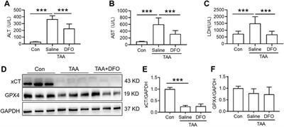 Ferrostatin-1 Ameliorates Liver Dysfunction via Reducing Iron in Thioacetamide-induced Acute Liver Injury in Mice